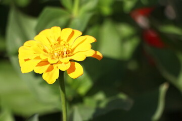 yellow flower in the garden