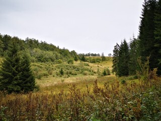 tara national park in serbia