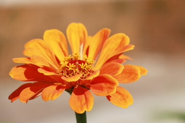 orange flower