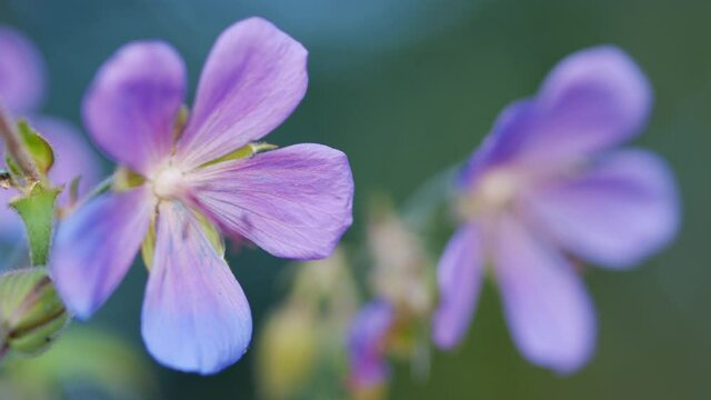 Wild geranium flowers with purple petals and green leaves in wind. Close wild geranium flower.