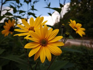 yellow flowers in the garden