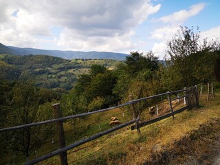 Tara National Park in Serbia