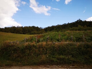 Tara National Park in Serbia