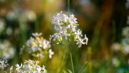 Blooming Saponaria officinalis. Common soapwort, bouncing-bet, crow soap, wild sweet William, soapweed. Place for text.