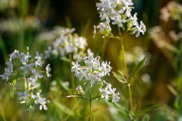 Blooming Saponaria officinalis. Common soapwort, bouncing-bet, crow soap, wild sweet William, soapweed. Place for text.