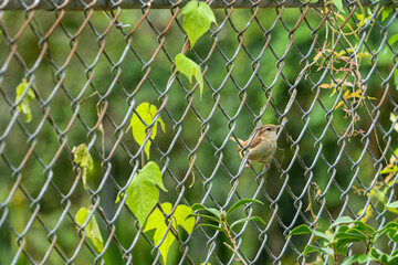 Carolina Wren Perched on a Chain Link Fence