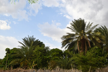 Palm Dates Tree Fruit Garden Landscape, Natural tropical food summer season nutrition 