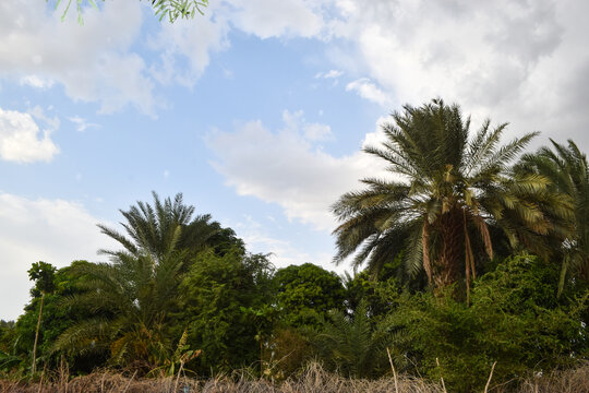 Palm Dates Tree Fruit Garden Landscape, Natural tropical food summer season nutrition © shakeelbaloch