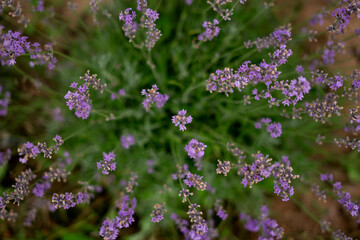 
Lavender bush top view