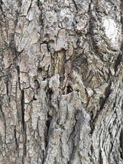 Bark of sapphora tree close up