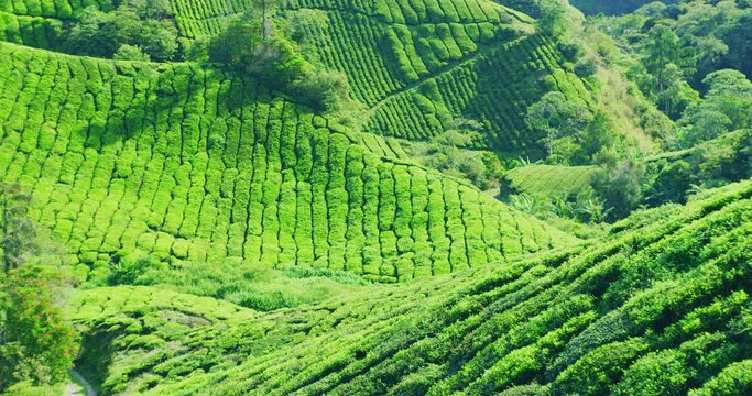 BOH Tea Plantation With Morning Light In The Cameron Highlands, Malaysia