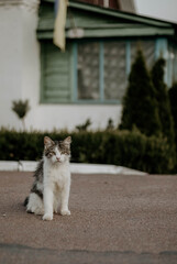 cat on the street