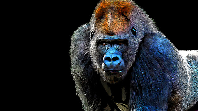 Digital painting portrait of a gorilla isolated on a black background