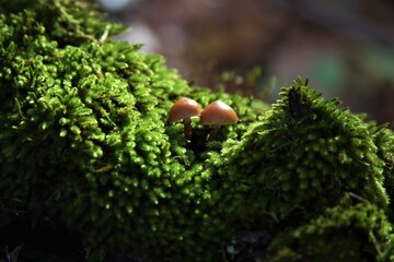 small mushrooms in the forest among green moss