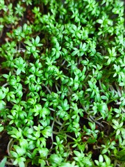 watercress microgreen healthy food vitamins