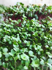 radish microgreen healthy food vitamins