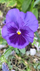 purple flower in the garden