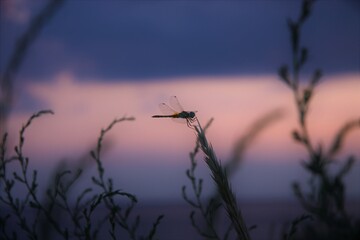 dragonfly on a spike against a phantom blue sky at sunset