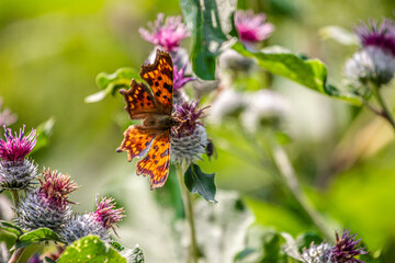 butterfly on flower