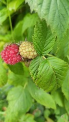 raspberry on a bush