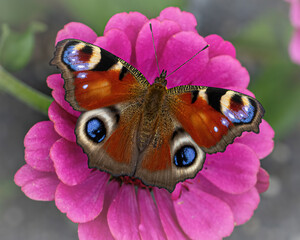 peacock butterfly on a flower