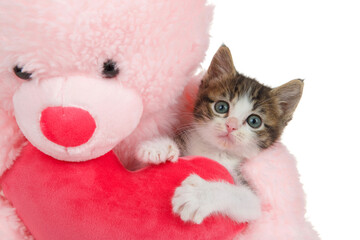 Close up of an adorable grey and white polydactyl kitten hugging a stuffed heart held by a pink teddy bear looking directly at viewer. Isolated on white.