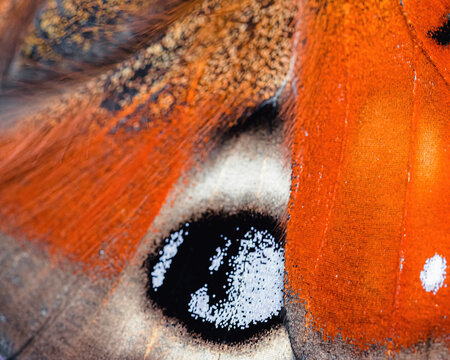 wings of a peacock butterfly