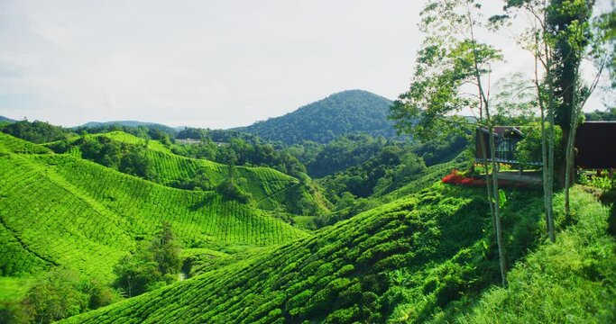 BOH Tea Plantation With Morning Light In The Cameron Highlands, Malaysia