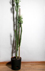 a home plant on a light background 