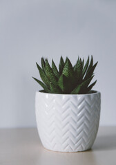 potted plants on a white background