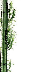 homemade flowers on a white background