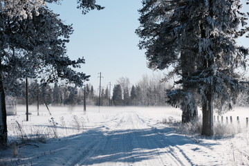 snow-covered winter park alley on a frosty day