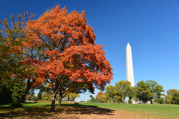 Washington Monument and autumn foliage - Washington DC United States of America