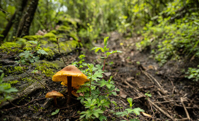 Mushrooms in wet forest landscape