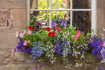 Colorful Window Box of Summer Blooming Flowers Outside a Cafe in Inverness, Scotland
