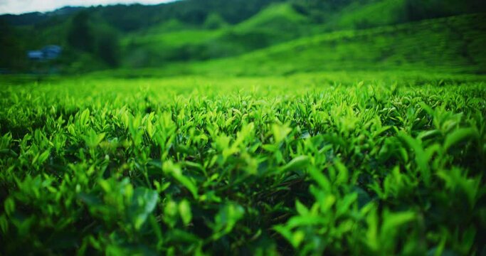 BOH Tea Plantation With Morning Light In The Cameron Highlands, Malaysia