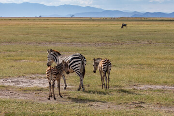 Fototapeta na wymiar Mare and Two Foals Plains Zebra, Amboseli National Park, Safari, Kenya, Africa