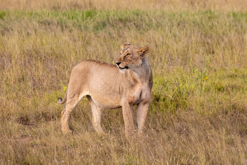 Lactating Female Lioness On The Hunt, Amboseli National Park, Kenya, Africa