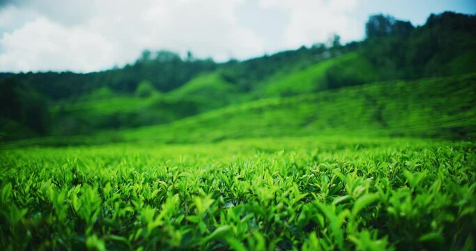 BOH Tea Plantation With Morning Light In The Cameron Highlands, Malaysia