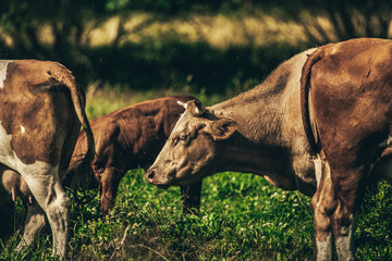 Cows in the pasture.