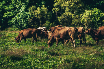 Cows in the pasture.