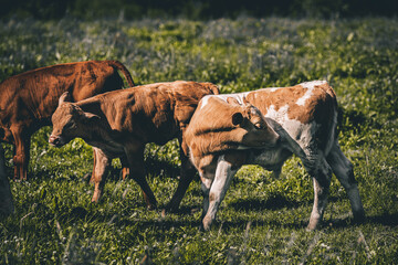 Fototapeta na wymiar Cows in the pasture.