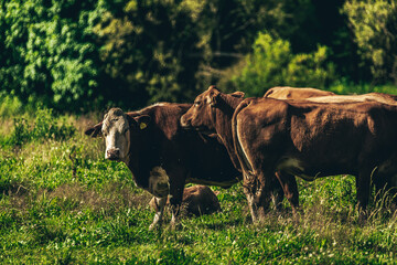 Cows in the pasture.