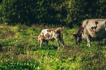 Cows in the pasture.