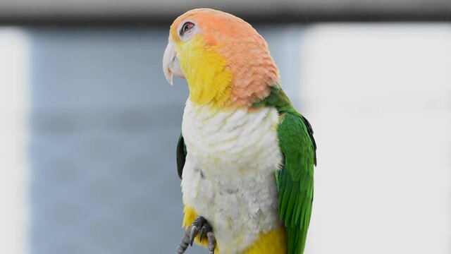 The black-legged parrot (Pionites xanthomerius), very close up in the jungle looking around.