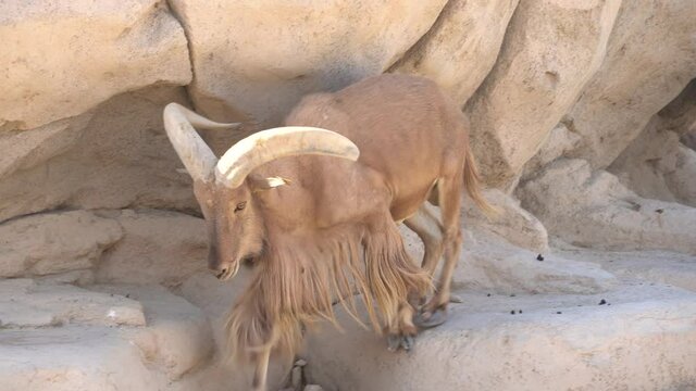 Barbary Sheep (Ammotragus lervia) walking along mountain of rocks of Morocco.