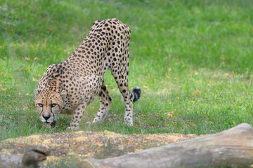 cheetah in the wild