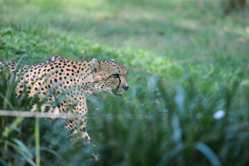 cheetah in the grass