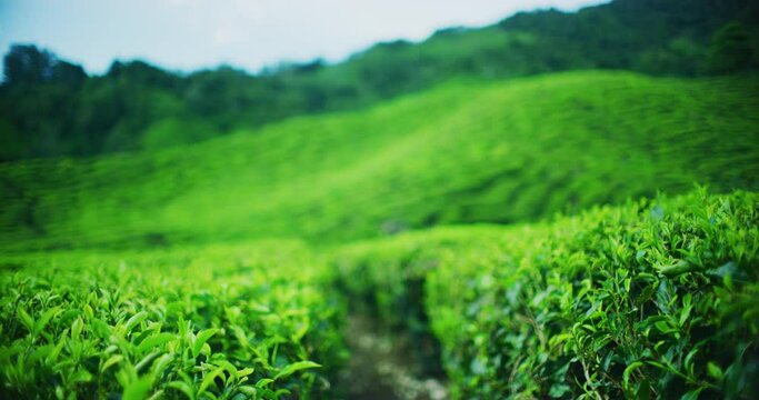 BOH Tea Plantation With Morning Light In The Cameron Highlands, Malaysia