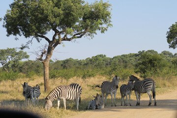 Obraz premium zebras